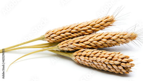 Green ears of wheat isolated on a white background, panorama for design, one ear of wheat