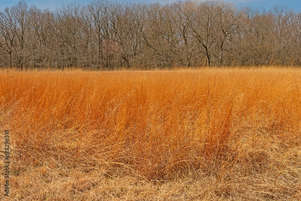Vibrant Prairie Grass Against the Woodland Vibrant Prairie Grass Against the Woodland