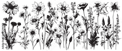 Collection of hand drawn flowers and herbs. Botanical plant illustration. Vintage medicinal herbs sketch set ink hand drawn medicinal herbs and plants sketch © Евгений Гончаров