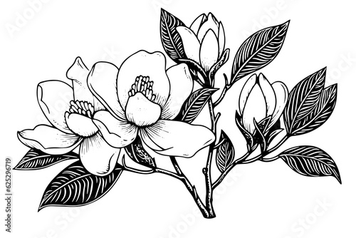 Hand drawn magnolia flower ink sketch. Engraving style vector illustration.