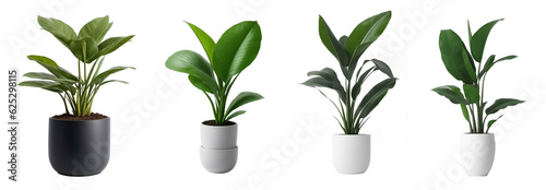 Vászonkép Indoor house plants in ceramic pots collection isolated on a transparent backgro
