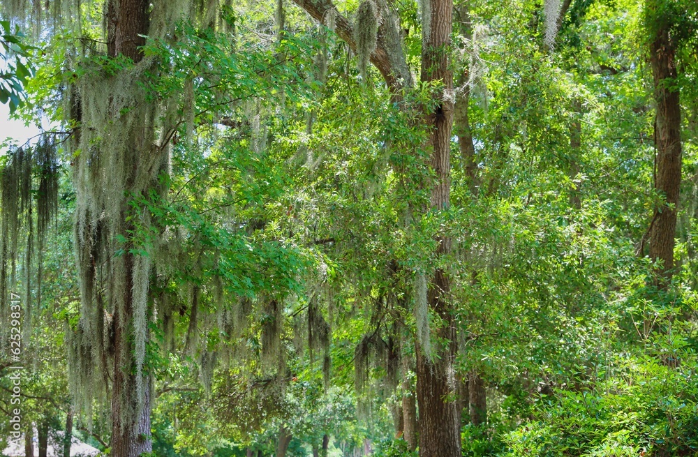 Obraz premium Trees growing Moss in the southern United Sates