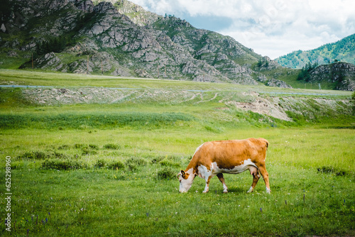 Mountain valley on the Chuisky tract in summer with grazing cows. Altai Republic, Russia. © Alexey Oblov