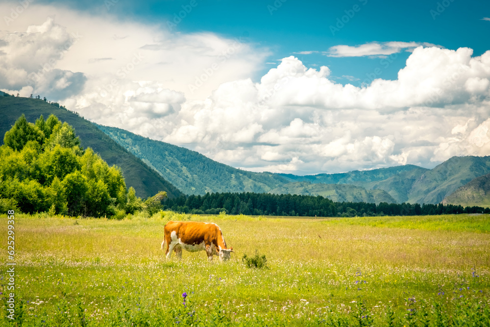 Mountain valley on the Chuisky tract in summer with grazing cows. Altai Republic, Russia. Mountain valley on the Chuisky tract in summer with grazing cows. Altai Republic, Russia.