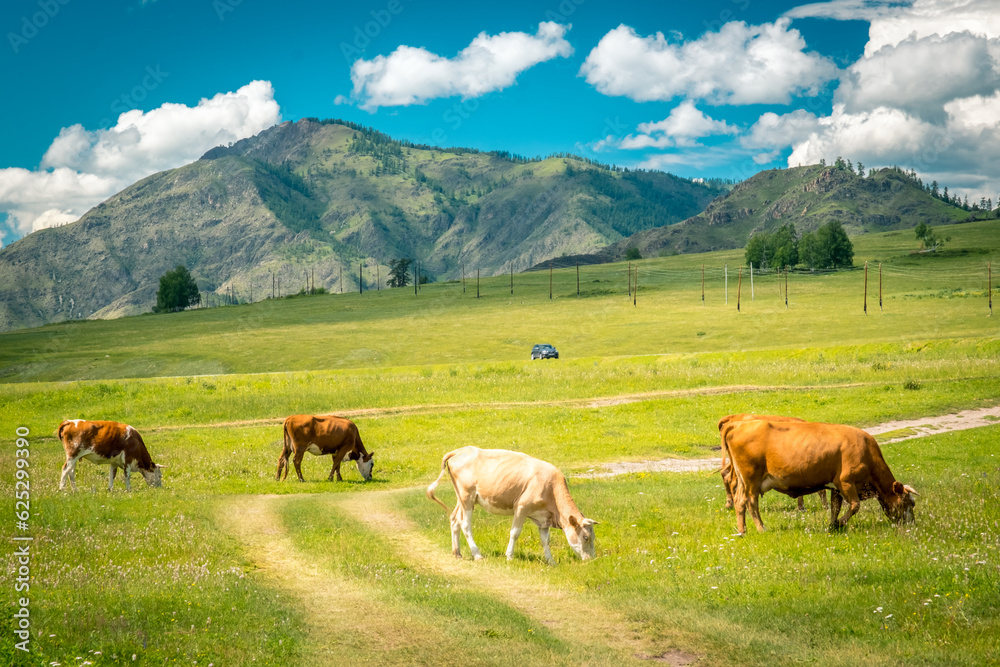 Mountain valley on the Chuisky tract in summer with grazing cows. Altai Republic, Russia.