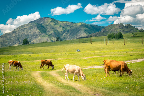 Mountain valley on the Chuisky tract in summer with grazing cows. Altai Republic  Russia.