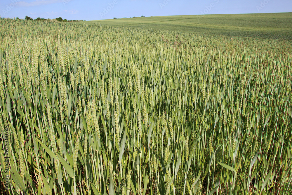 In the field growing green winter wheat In the field growing green winter wheat