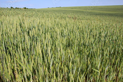 In the field growing green winter wheat