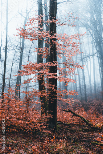 Baum in nebligem Wald