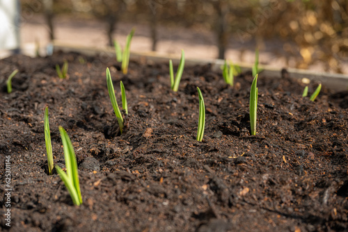 Garlic growing in pallet garden in early spring.