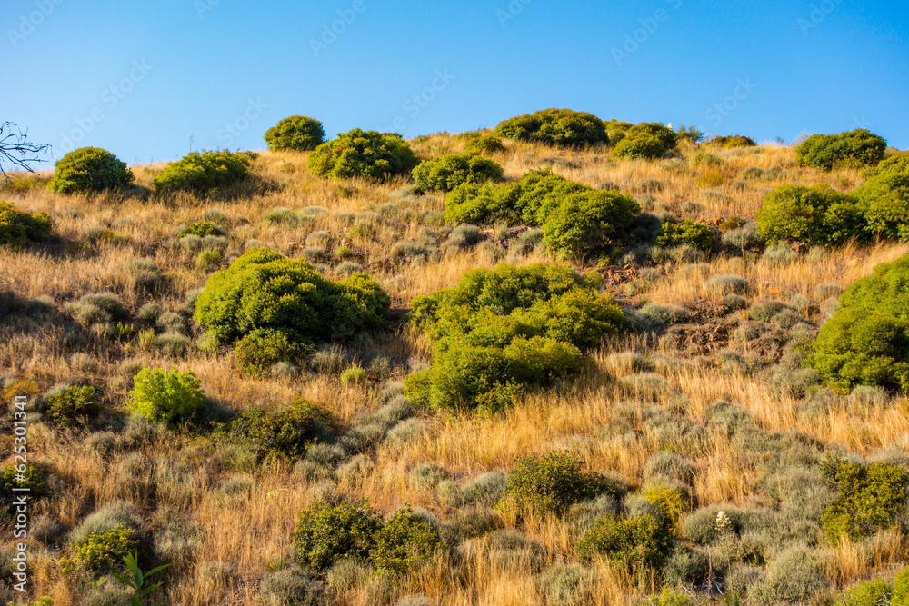Hiking Views of golden grass, green bushes, and the Santa Monica Mountians, in Ventura County during the summer.
