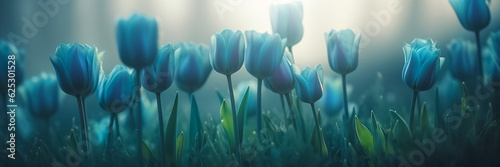Beautiful field of tender blue tulips close up. Spring background with tender tulips. Floral background. Long spring banner