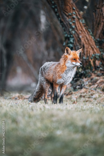 Fuchsrüde Portrait auf Wiese © Mirko