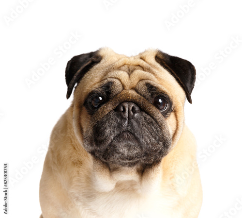 Close-up portrait of a purebred cute pug dog on a white background.