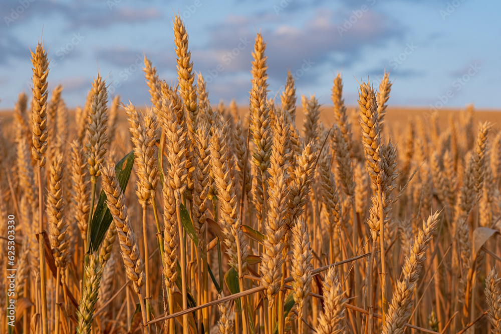 Ears of wheat ripen on the field Ears of wheat ripen on the field