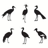 Cassowary silhouettes and icons. Black flat color simple elegant Cassowary animal vector and illustration.	