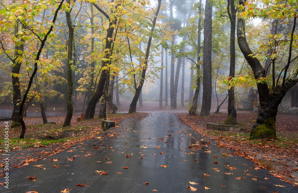 Empty road in autumn with trees and leaves on the ground after rain. Fall tranquil scenery in the forest.