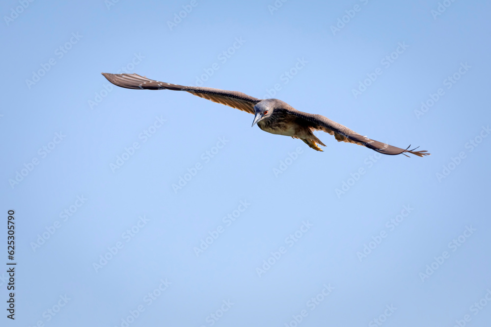 Flying bird. Sky background. Bird: Black-crowned Night Heron. (Nycticorax nycticorax)