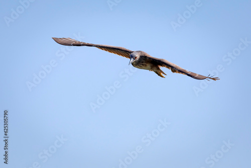 Flying bird. Sky background. Bird: Black-crowned Night Heron. (Nycticorax nycticorax) © serkanmutan