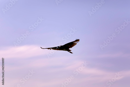 Flying bird. Purple sky background. Bird  Black-crowned Night Heron.  Nycticorax nycticorax 