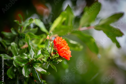 Pretty, vibrant flowers on a pomegranate shrub, growing in a sheltered spot in Southern England photo