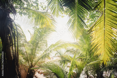 Fototapeta Naklejka Na Ścianę i Meble -  Tropical palm tree with sun light. A tropical forest. Palm leaves close up. Vacation and nature travel adventure concept.