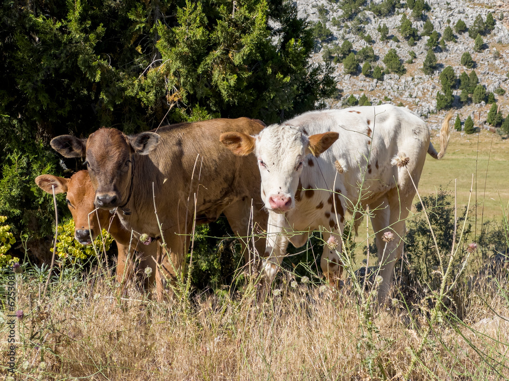Obraz premium cute gaze of cows in the highland