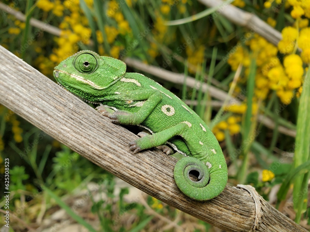 Fototapeta premium green lizard on a branch