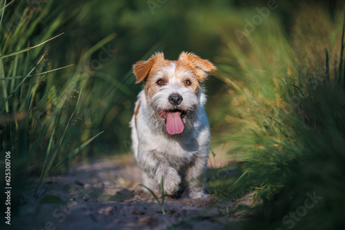 Jack russel terrier run on green spring field