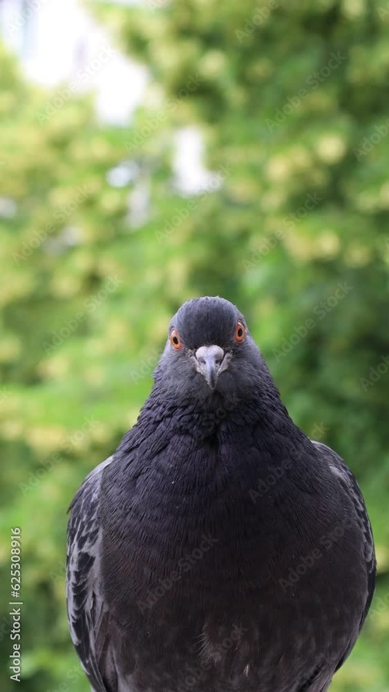 Pigeon closeup portrait, bird on the window, rainy day, pigeon beautiful portrait, pigeons eyes in macro, Extreme Close Up Pigeon closeup portrait, bird on the window, rainy day, pigeon beautiful portrait, pigeons eyes in macro, Extreme Close Up