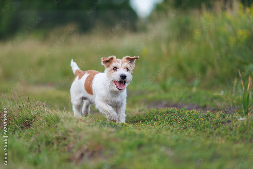 Jack russel terrier run on green spring field Jack russel terrier run on green spring field