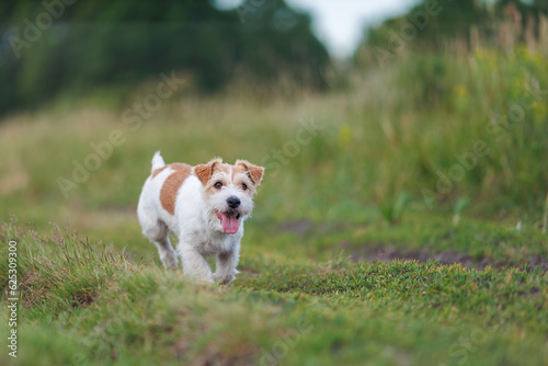 Jack russel terrier run on green spring field