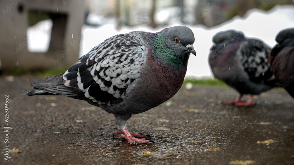 Snowflakes falling on pigeons at a park during winter. Nature's resilience and the ability of animals to adapt to changing weather conditions Snowflakes falling on pigeons at a park during winter. Nature's resilience and the ability of animals to adapt to changing weather conditions
