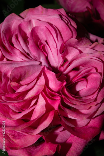 Macro of a pink rose  Country blues 