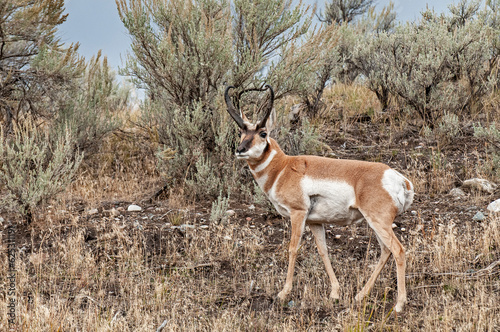 Pronghorn buck in Yellowstone National Park