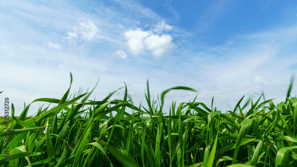 Fototapeta premium young green wheat sprouts agricultural field, bright spring landscape on a sunny day, blue sky as background