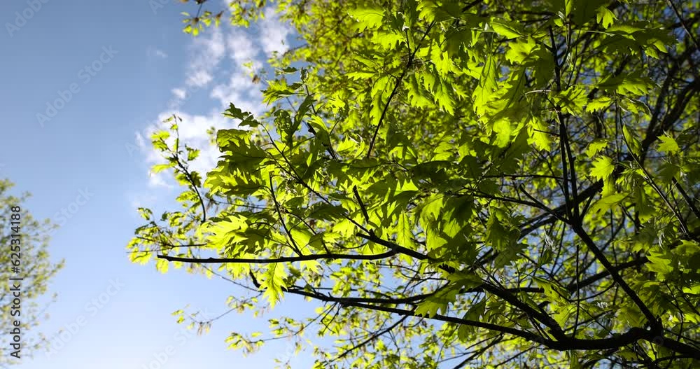 young spring oak foliage and oak flowers during flowering, details of the oak tree in the spring season young spring oak foliage and oak flowers during flowering, details of the oak tree in the spring season
