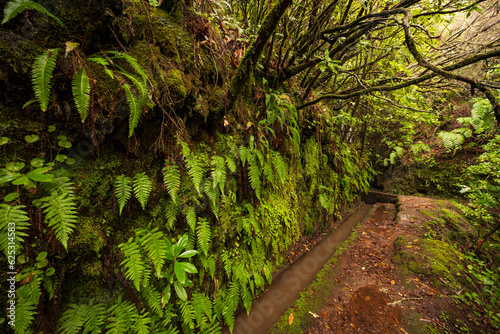 Jungle-like landscape scenery with tree heath and fern at the "Levada do Moinho" hiking trail, Madeira, Portugal