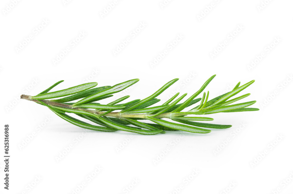 Rosemary twig isolated on white background, salvia rosmarinus Rosemary twig isolated on white background, salvia rosmarinus