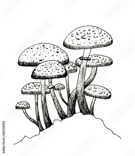 Forest Mushrooms on a Hillock Ink Hand Drawing Illustration