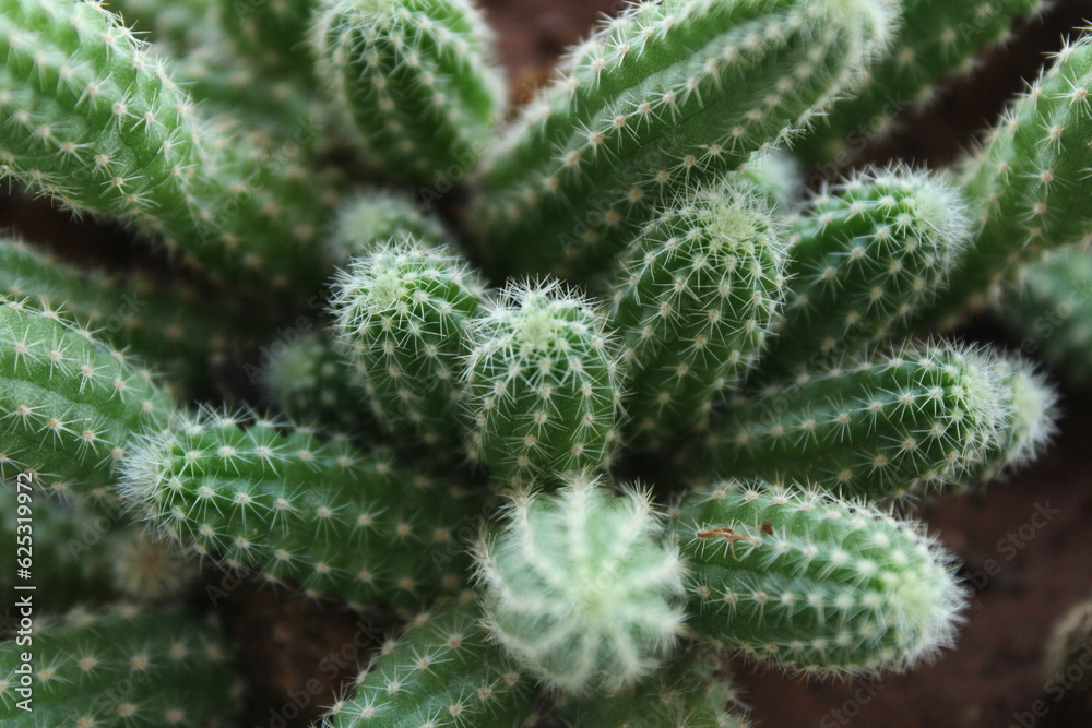 cactuse cactuse