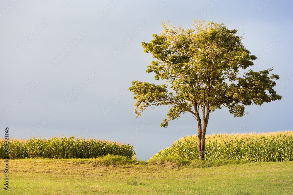 tree in the middle of corn field tree in the middle of corn field