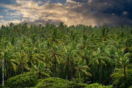 A large plantation of coconut palms on the shores of the Indian Ocean near Watamu, Kenya