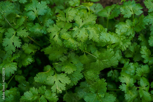 Healthy, organic cilantro growing in an outdoor garden.