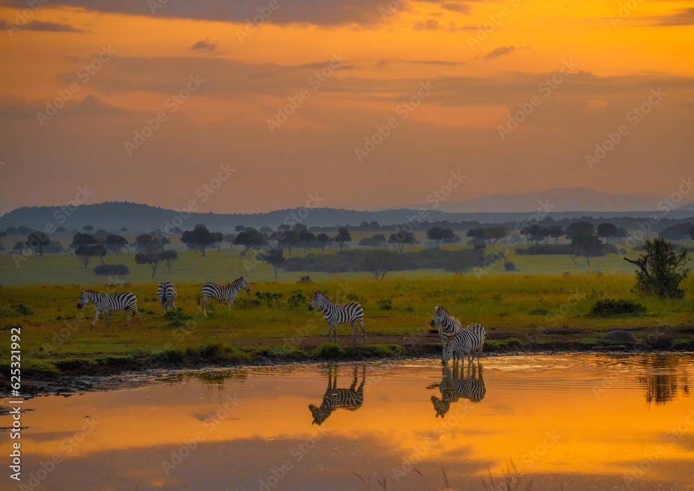 Zebras reflected in a water hole at sunset on the savannah of the Maasai Mara Reserve, Kenya,  - obrazy, fototapety, plakaty 