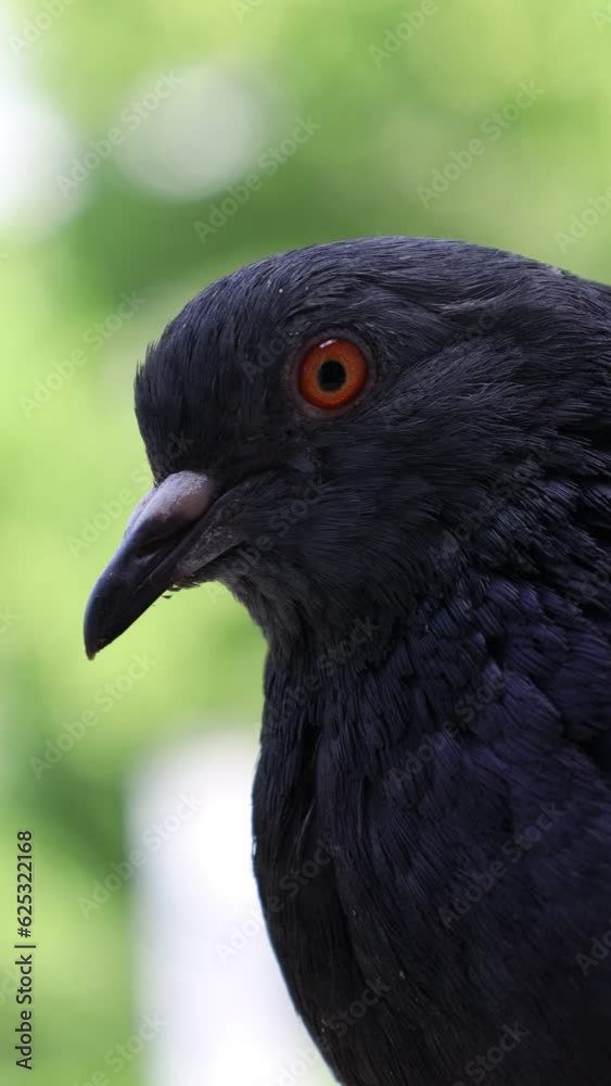 Pigeon closeup portrait, bird on the window, sunny day, pigeon beautiful portrait, pigeons eyes in macro, Extreme Close Up, green background Pigeon closeup portrait, bird on the window, sunny day, pigeon beautiful portrait, pigeons eyes in macro, Extreme Close Up, green background