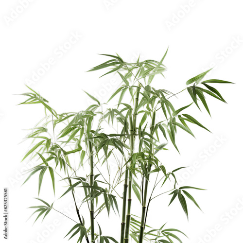 A tall bamboo plant in a white pot