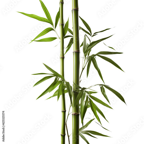 A towering bamboo plant with lush green leaves