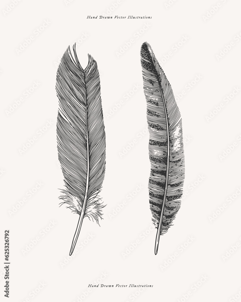 Two bird feathers from different birds. Feather drawn in the old engraving style. Vector illustration on a light isolated background. Two bird feathers from different birds. Feather drawn in the old engraving style. Vector illustration on a light isolated background.