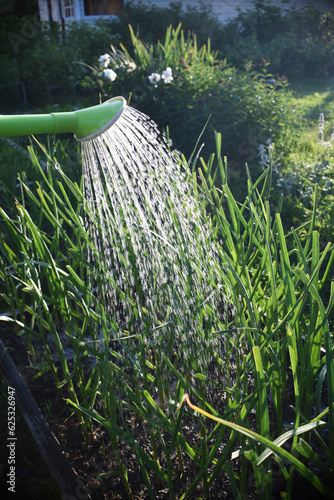 watering green garlic stalks in summer, irrigation of the garden concept